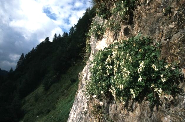 Potentilla caulescens / Cinquefoglia penzola